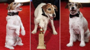 Golden Globes, Globos de Oro, The Artist, Globos de Oro 2012, Golden Globes 2012, Jack Russell terrier, Uggie, Uggie The Dog
